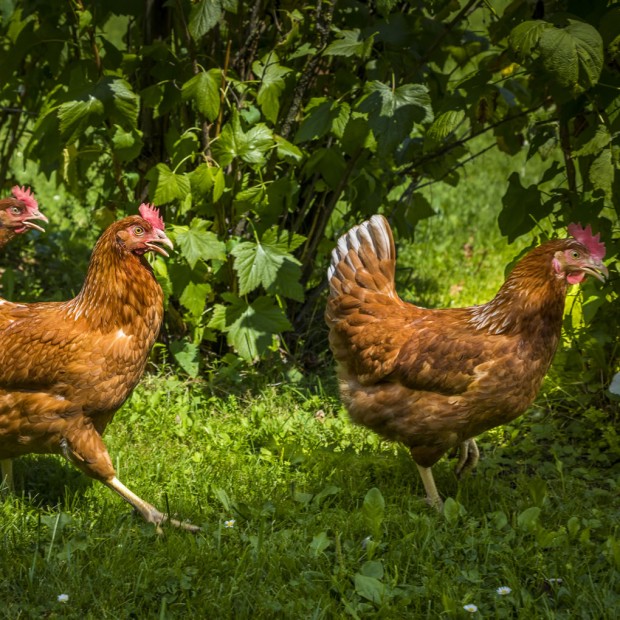 Freilaufende Hühner am Bauernhof Hinterhub in Großarl