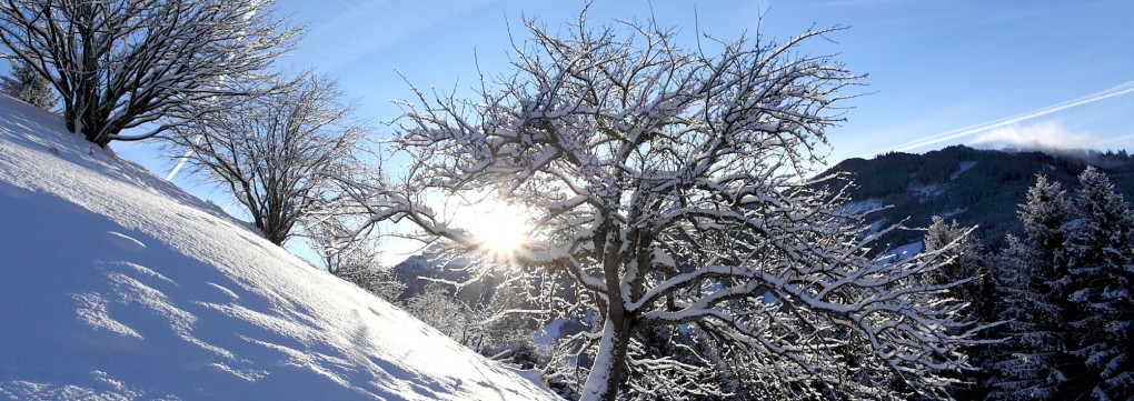 Verschneite Bäume im Großarltal, Ski amadé © Tourismusverband Großarl